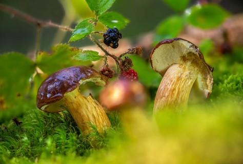 Bay bolete, blue mushroom, boletus badius, brown bonnet, browncap, grass mushroom, Imleria Badia,