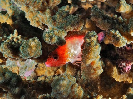 A small, bright red fish, the Coral hawkfish (Cirrhitichthys oxycephalus), hides amongst the coral