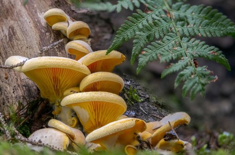 Claudopus nidulans, crepidotus jonquilla, orange sapling, panus nidulans, phyllotopsis nidulans,