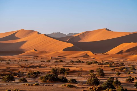 Barren vegetation between red-yellow Namib sand dunes, Namib Desert, Namib-Naukluft National Park,