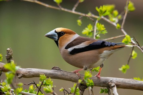 Coccothraustes Coccothraustes, Hawfinch, Heartbiters, Birds, Passeri, Songbirds, Birds