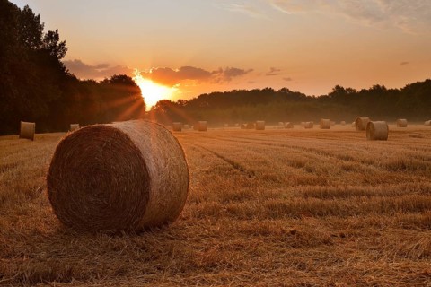 Straw bales on a stubble field at sunrise, Hamm, North Rhine-Westphalia, Germany