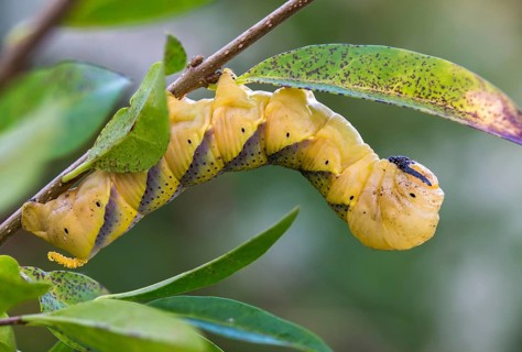 Acherontia Atropos, Death's-Head Hawkmoth, Greater Death's Head Hawkmoth, Sphingidae, Skull