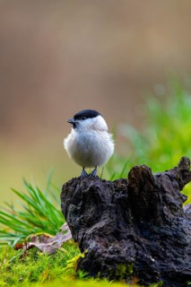 A small bird perched on a moss-covered branch against a blurred green background: a willow tit