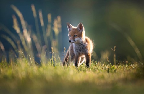 Red fox cubs (Vulpes vulpes) in a meadow, in the evening light