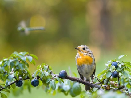 Robin (Erithacus rubecula), a young bird perched on a blackthorn branch (Prunus spinosa), Hesse,