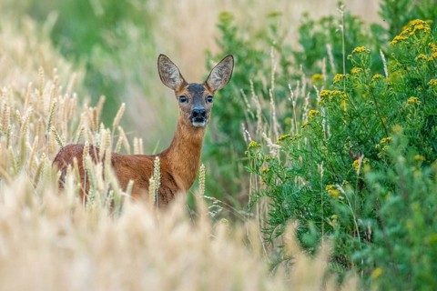 A female roe deer (Capreolus capreolus) in a wheat field, Vechta, Lower Saxony, Germany