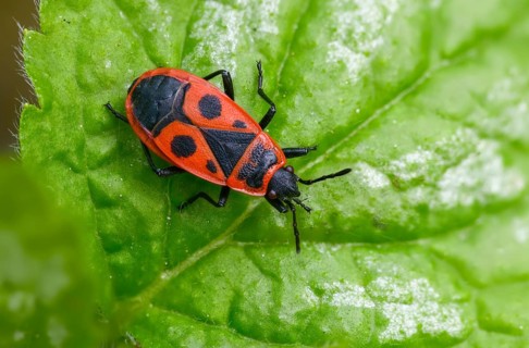 Firebug, common fire bug, heteroptera, Pyrrhocoris apterus, insects, bugs