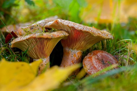 Real irritant, pine blood irritant, lactarius deliciosus, delicious milk cap, noble stimulant,