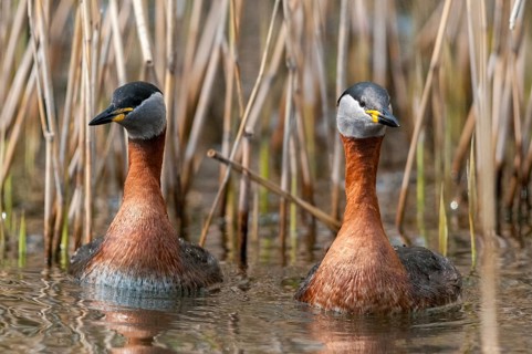 Podiceps grisegena, red-necked grebe, red-necked grebe, courtship behavior, birds, courtship