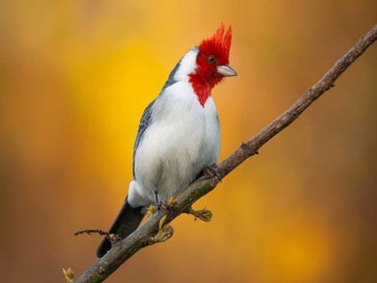 A red-crowned tanager (Paroaria coronata) perched on a branch, isolated against an orange