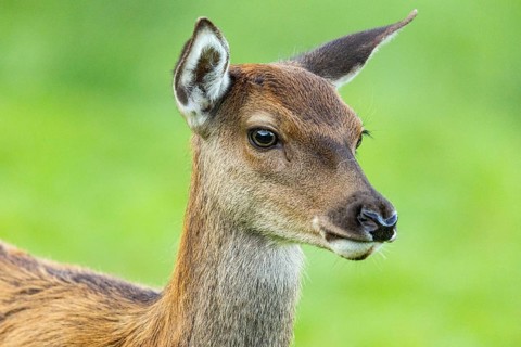 Red deer (Cervus elaphus) in captivity in Germany