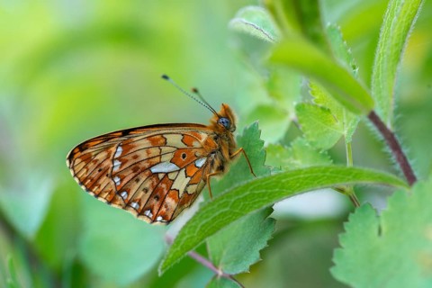 Boloria euphrosyne, clossiana euphrosyne, spring mother-of-pearl butterfly, pearl-bordered