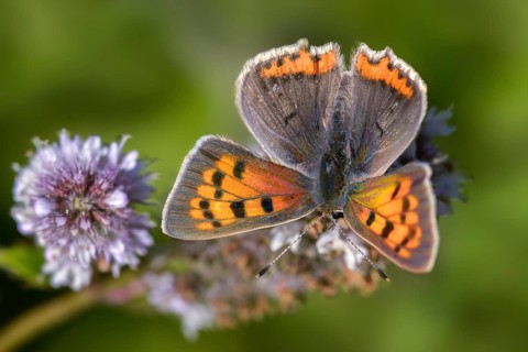 Fire moth, small fire moth, Lycaena phlaeas, small copper, butterfly, insects, butterflies,
