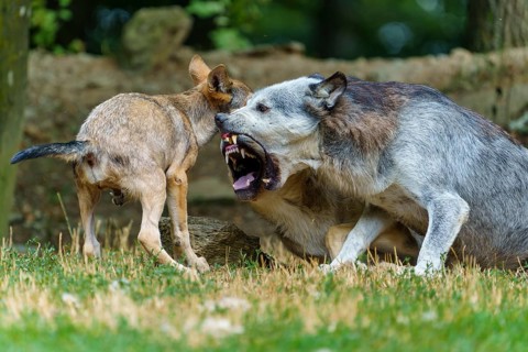 Timberwolf, wolf, American wolf (Canis lupus lycaon), Germany: a wolf and its pups engaged in a