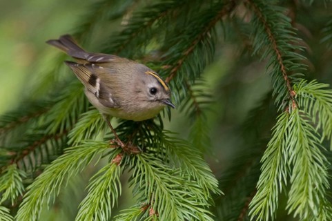 Goldcrest, golden chicken, Regulus regulus, winter golden chicken, birds, passeri, songbirds, birds