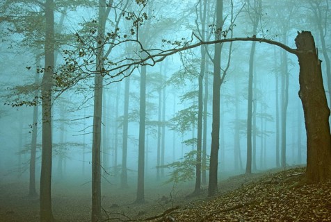 Germany, Greiz, Greiz-Werdauer-Wald, Thuringia, Atmosphere, Autumn, Beech Forest, Haze, Autumn,