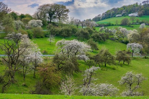 Blooming cherry trees in Rühler Switzerland, Golmbach, Lower Saxony, Germany