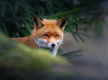 Red fox (Vulpes vulpes), Zurich, Switzerland