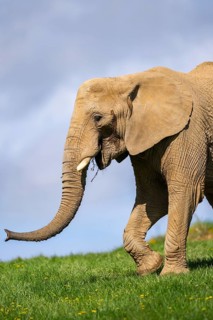 African bush elephant (Loxodonta africana) on a meadow, captive, distribution Afrika