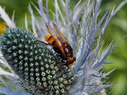Close-up of a yellow-brown hornet fly (Volucella zonaria) on a thistle, Goms, Canton of Valais,