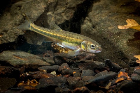 Bitterfish, minnow, Eurasian minnow, minnow, prille, phoxinus phoxinus, common minnow, fish,