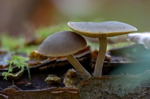 Roof mushroom, deer brown roof mushroom, pluteus atricapillus, pluteus brunneoradiatus, pluteus