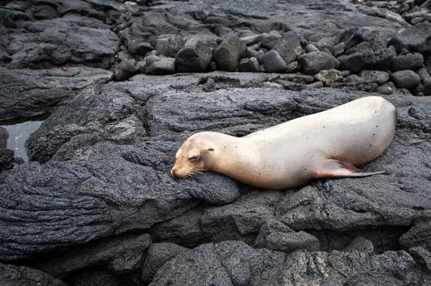 Galapagos sea lion (Zalophus wollebaeki), Espinosa Point, Isla Fernandina (Fernandina Island),