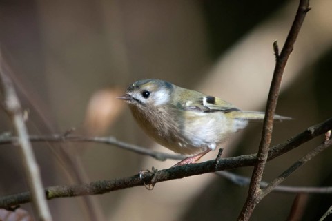 Goldcrest, golden chicken, Regulus regulus, winter golden chicken, birds, passeri, songbirds, birds