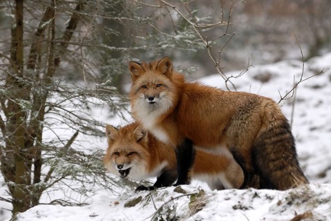 Red fox, two foxes in the snow January 2009December 2008