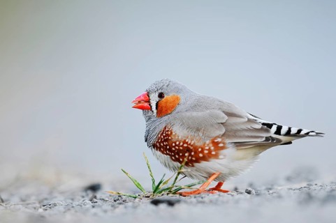 Australian zebra finch (Taeniopygia guttata castanotis), male, escaped pet bird, native to