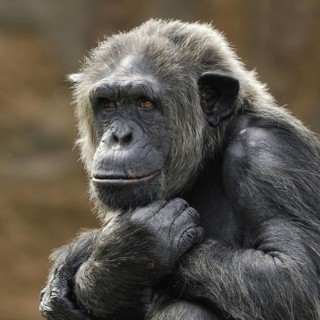 Animals, monkey, monkey, chimpanzee, pan troglodytes, old chimpanzee, male