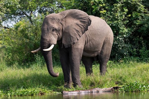 African elephant (Loxodonta africana) drinking by the river, White Nile, Murchison Falls National