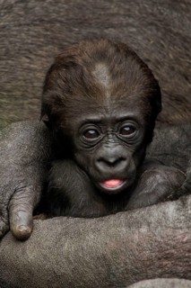 Gorilla, mother with baby gorilla, (gorilla gorilla), silverback