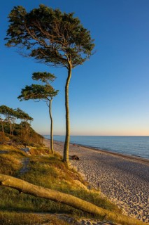 Pines on the western beach of Darß, sunset, Fischland, Darß, Zingst, Ahrenshoop,
