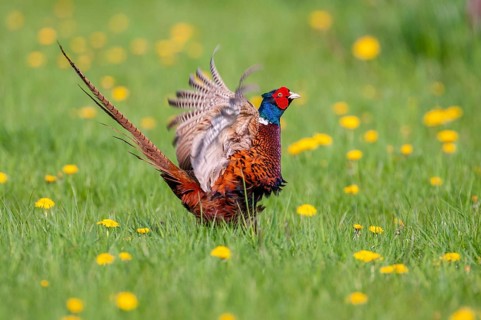 Courting pheasant (Common Pheasant), Dümmer, Lembruch, Lower Saxony, Germany