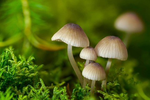 Yellow-edged helmet, yellowing helmet, grey-yellow helmet, ivory bonnet, Mycena flavescens, olive