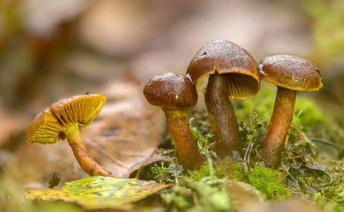 Common jumbled head, inocybe carbonaria, inocybe lacera, cracked mushroom, spindle-spored cracked