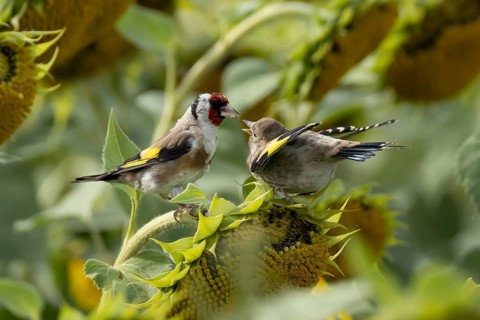 European goldfinch (Carduelis carduelis) adult garden parent bird feeding its juvenile baby bird on