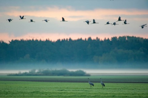 A crane (Grus grus) in a meadow at daybreak, Groß Mohrdorf, Lower Saxony, Germany
