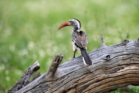 Mopanetoko (Tockus rufirostris), Southern Red-billed Hornbill, adult, perched on a tree trunk,
