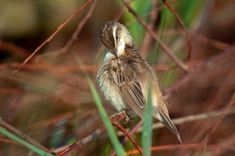 Acrocephalus Schoenobaenus, Sedge Warbler, Birds, Plumage Care, Passeri, Preening, Songbirds,
