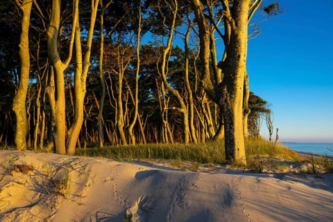 Pines on the western beach of Darß, sunset, Fischland, Darß, Zingst, Ahrenshoop,