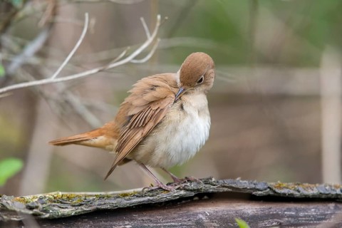 Luscinia megarhynchos, nightingale, birds, plumage, passeri, preening, songbirds, songbirds, birds
