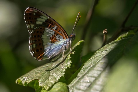 Small kingfisher, Ladoga camilla, limenitis camilla, white admiral, butterfly, insects, butterfly,