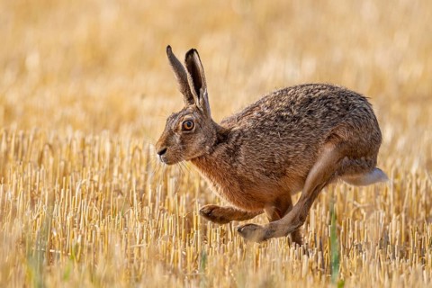 European hare (Lepus europaeus), Vechta, Lower Saxony, Germany