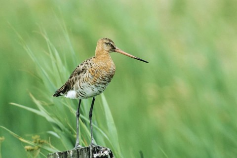 Animals, Birds, Snipe, Black-tailed Godwit, Bavaria, Germany