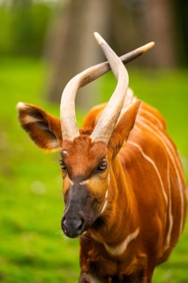 Bongo (Tragelaphus eurycerus) on a meadow in spring, portrait, captive, Germany