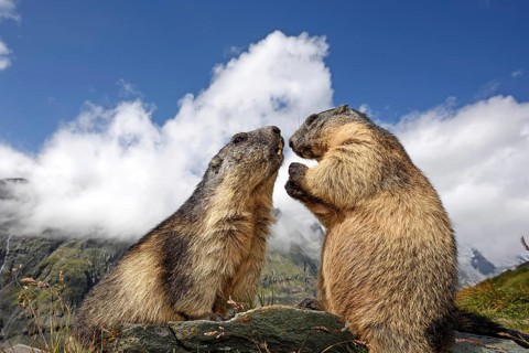 Two Alpine marmots, marmot, Alpine marmot (Marmota marmota), playing together, animals, mammals,