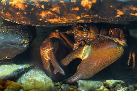American crayfish, astacoid, astacus leniusculus, crayfish, Californian crayfish, pacifastacus